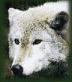 Galleria - firecw47.gif