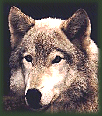 Galleria - firecw48.gif