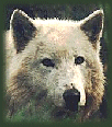 Galleria - firecw50.gif