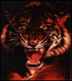 Galleria - firecw53.gif