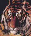Galleria - firecw56.gif