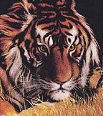 Galleria - firecw58.gif