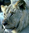 Galleria - firecw61.gif