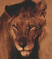 Galleria - firecw63.gif