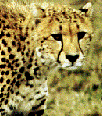 Galleria - firecw65.gif