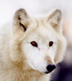 Galleria - firecw72.gif