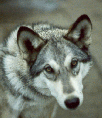 Galleria - firecw73.gif