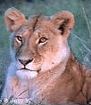 Galleria - firecw74.gif