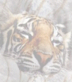 Galleria - firecw78.gif