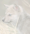Galleria - firecw79.gif