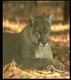 Galleria - firecw8.gif