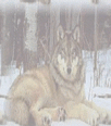Galleria - firecw81.gif