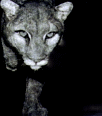 Galleria - firecw86.gif