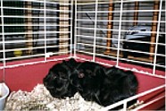Maxi und Kobald
