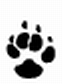 Paw Print