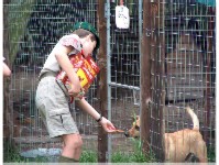 Save a Pet