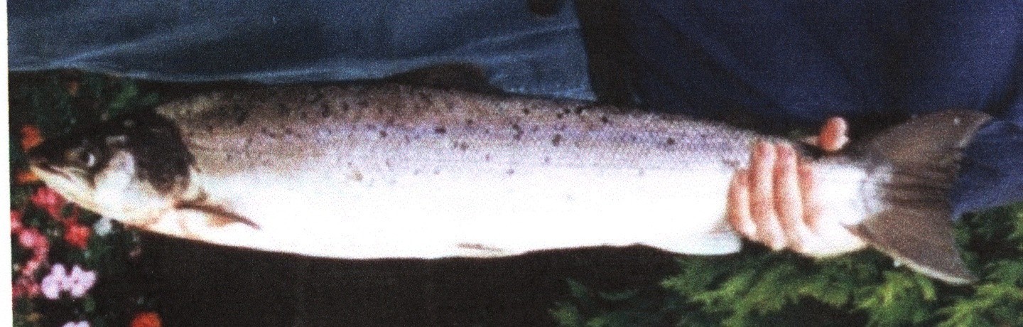 14lb 7oz salmon