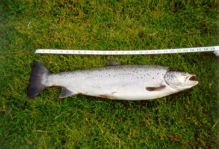 8lb 2oz sewin