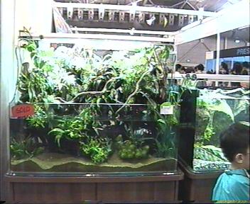 Beautiful Fish Landscape 1