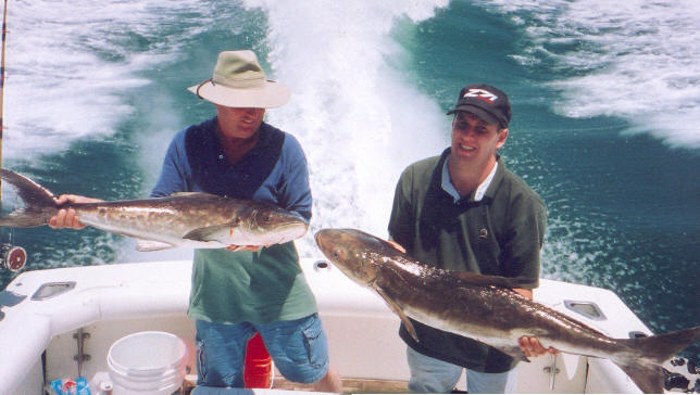 Cobia