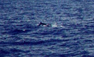 marlin