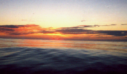 Cobia