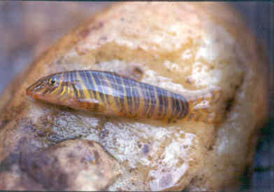 Nemacheilus botia