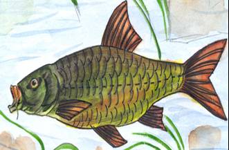 fishpicture