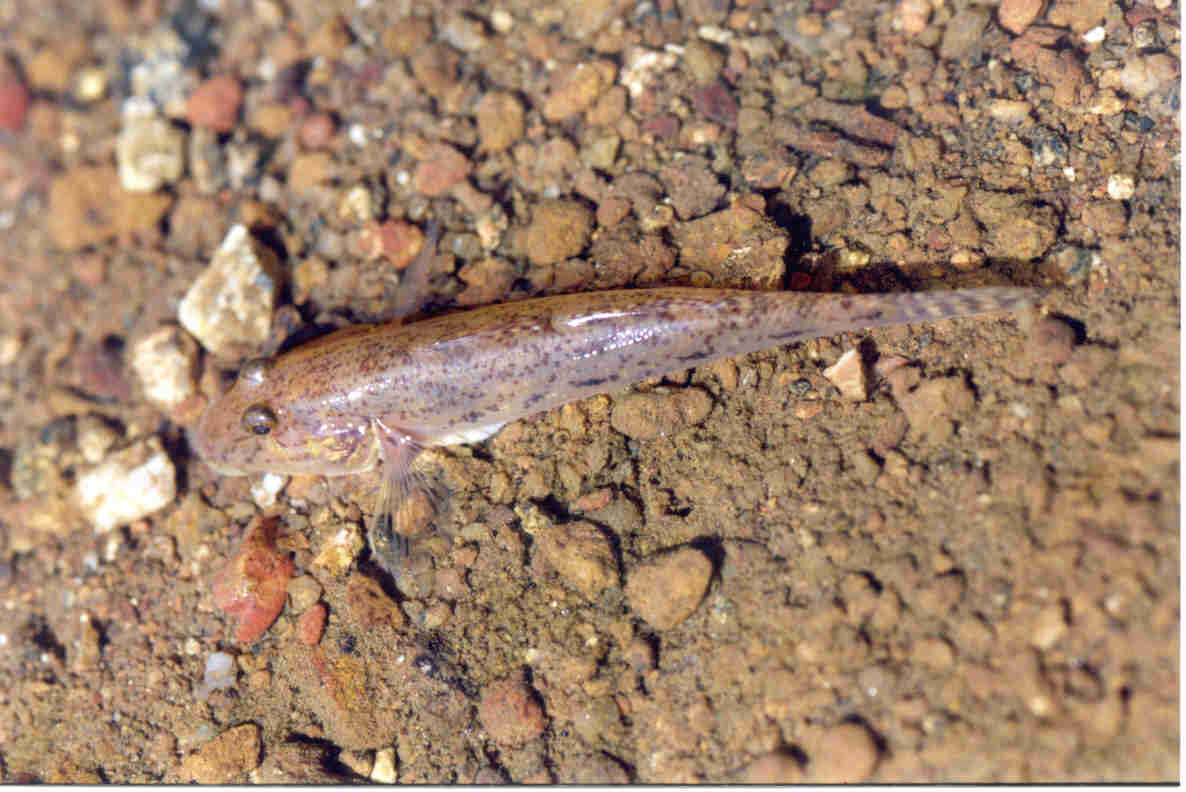 glossogobius