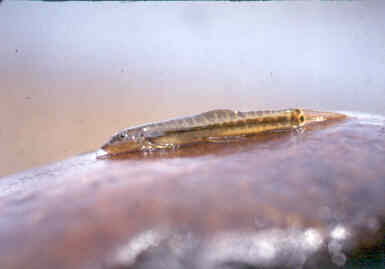 lepidocephalus thermalis