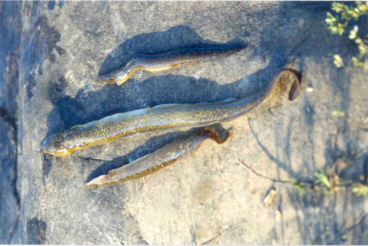 mastacembelus and anguilla