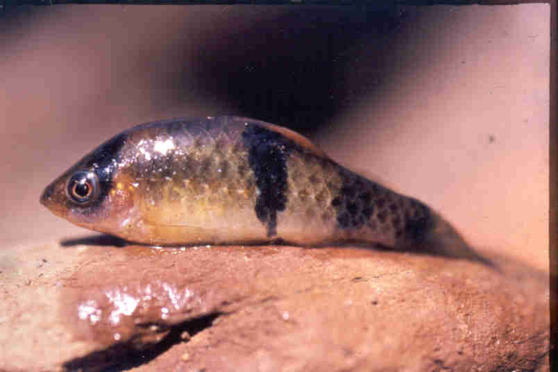 Puntius fasciatus