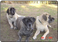 Dakota and buddies