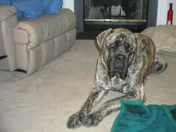 Oliver shortly after adoption