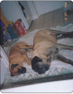 Peaches and Newt napping together