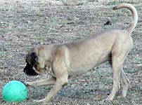 Butch and ball