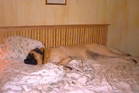 Maddie asleep