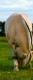 Thumbs/tn_BUIG3.jpg