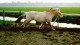 Thumbs/tn_GALOP.jpg