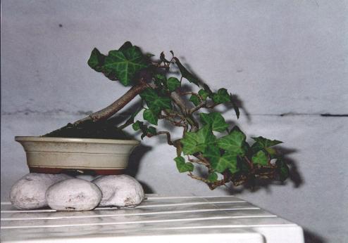 Bonsai info
