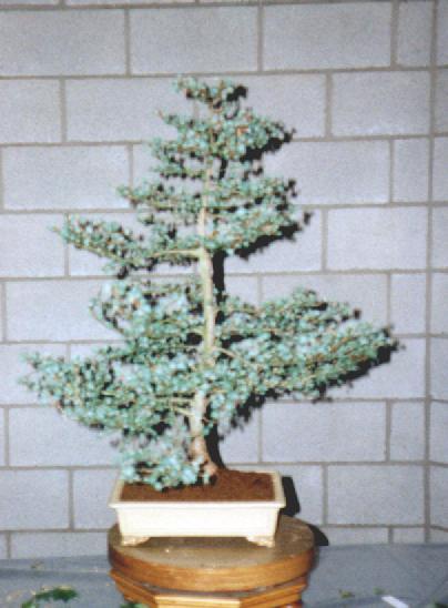 dit was een larix nu de webmaster