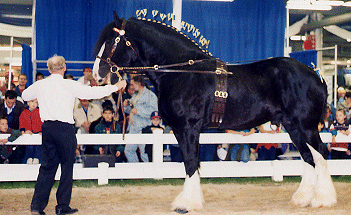 © Quinte Shire Farm