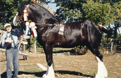 © Quinte Shire Farm