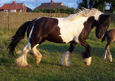 © Gypsy Horses