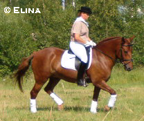 &copy Elina, kopiointi kielletty!