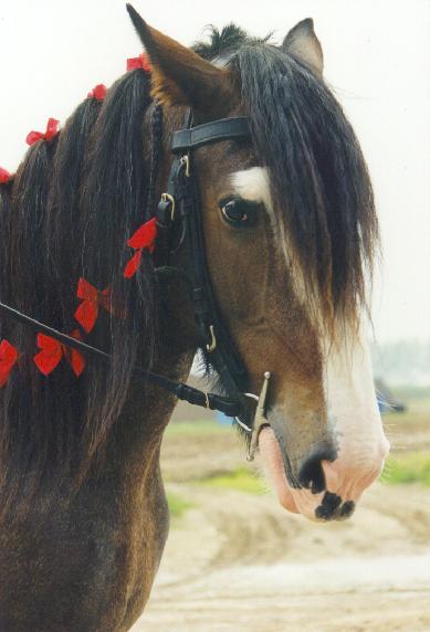 © Sherwood Shires