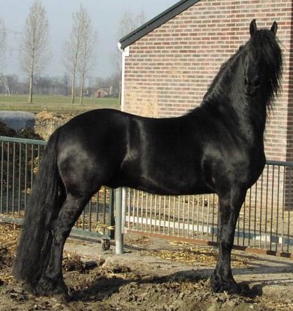 © Friesians 4 All
