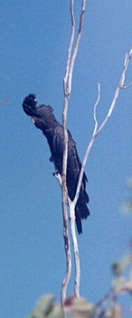 black cockatoo