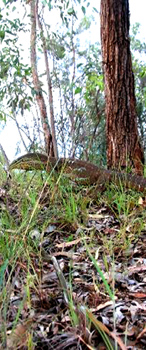 goanna