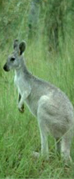 kangaroo